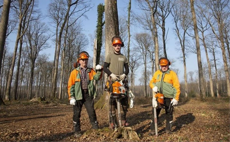 Fransa’da Notre-Dame Katedrali’nin yeniden inşası için asırlık meşe ağaçları kesiliyor
