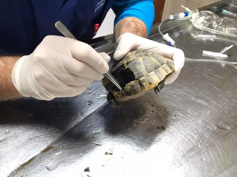 Kabuğu kırılan kaplumbağa Kemer Belediyesi tarafından tedavi ettiriliyor