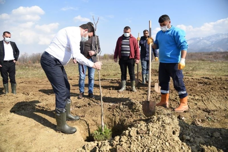 3 bin meyve fidanı ilçeyi yeşillendirecek
