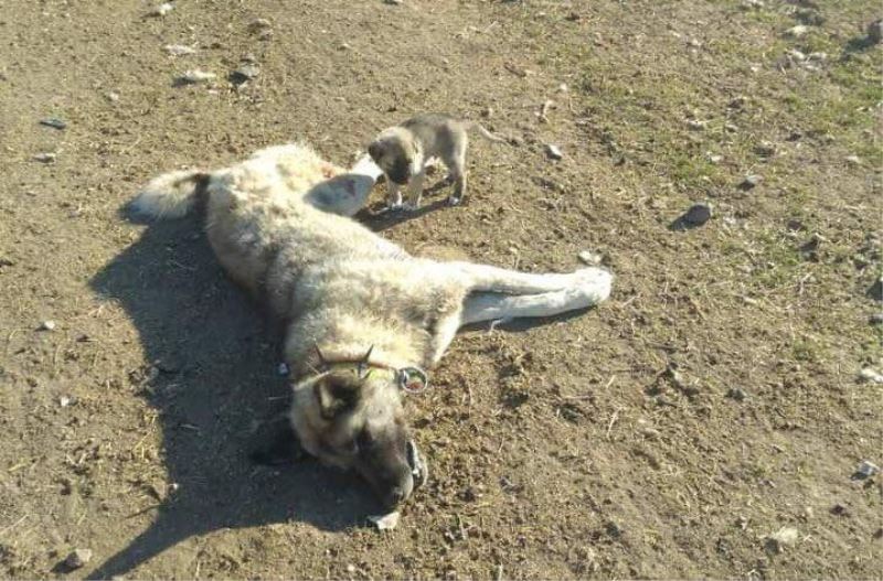 Polatlı’da 22 köpek zehirlenerek öldürüldü
