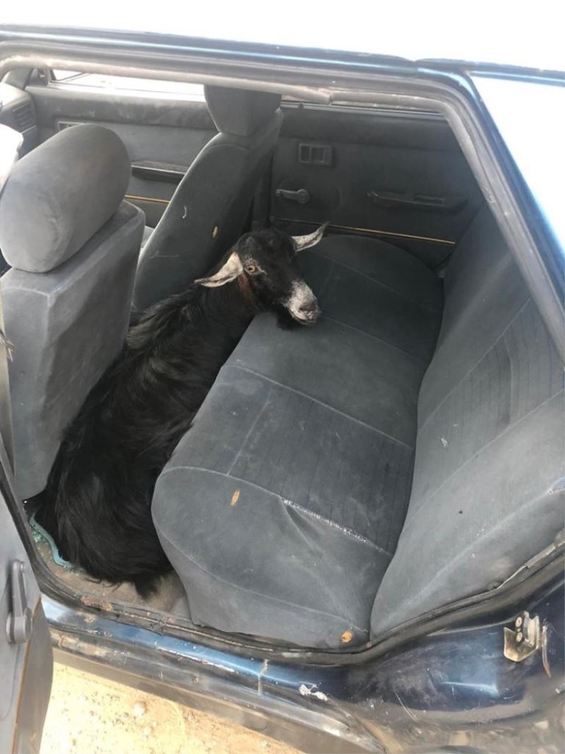 Çaldıkları keçiyi otomobil ile götürürken yakalandılar

