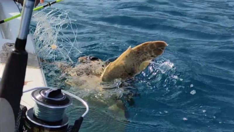 Olta misinasına takılan Caretta Caretta’yı balıkçılar kurtarıp denize bıraktı
