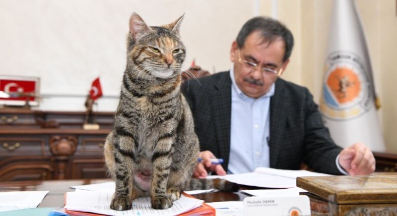 Makamda bir kedi: ’Mayıs’
