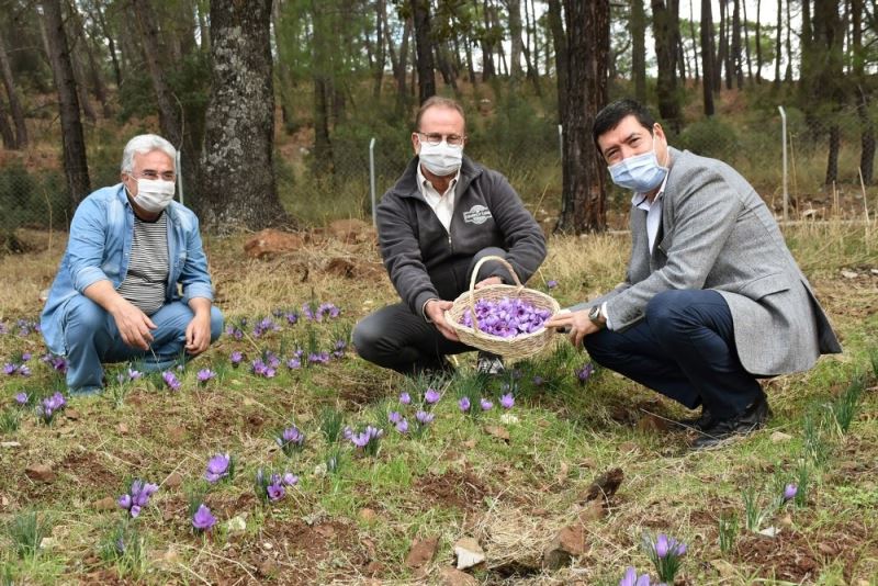 Barış Saylak; “Muğla endemik bitki zengini”
