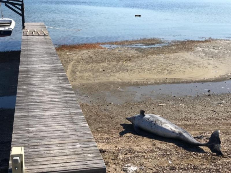 Ayvalık’ta karaya vurmuş yunus balığı bulundu
