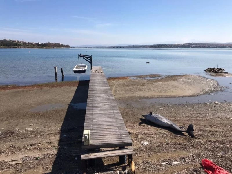 Kuraklık Ayvalık’ı vurdu, dev yunus balığının ölüsü bulundu
