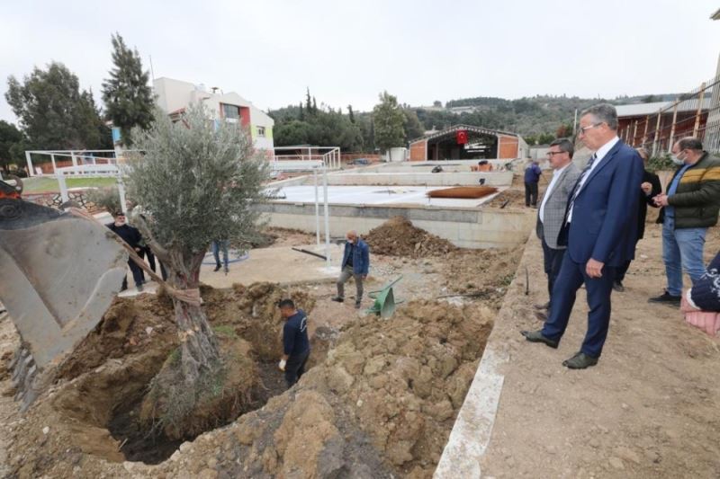 Gaziemir’de zeytin ağaçlarına ikinci yaşam
