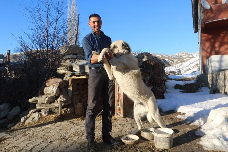 2 kangal sürüye yaklaşan ayıyı böyle kovaladı
