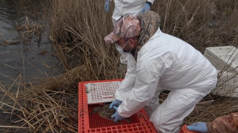 İğneada longoz ormanına 900 ördek salındı

