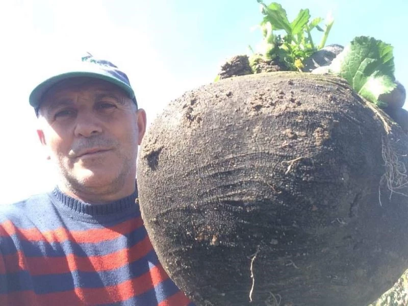 6.5 kiloluk turp görenleri hayrete düşürüyor
