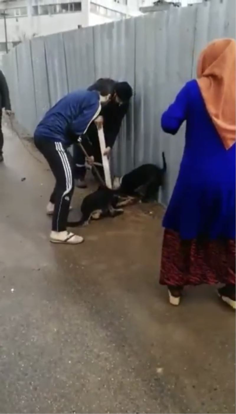 (Özel)- Sultanbeyli’de pitbull dehşeti: Sokak köpeği güçlükle kurtarıldı
