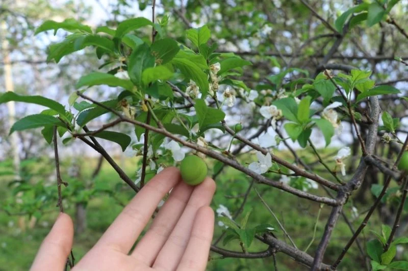 İkinci hasadına başlanan eriğin fiyatında sert düşüş
