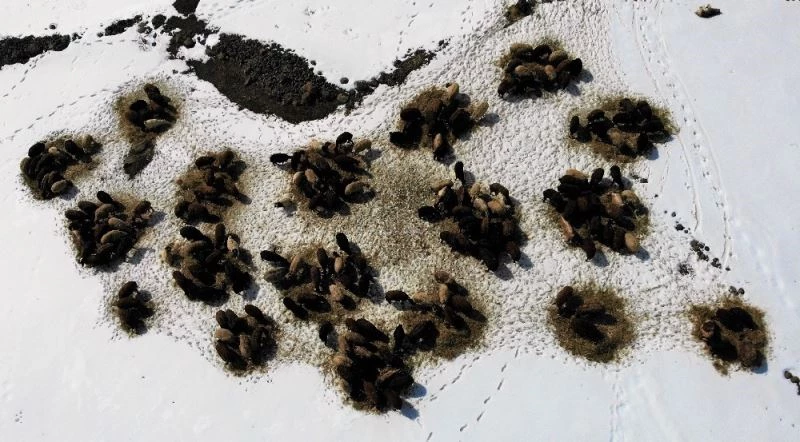 Muş’ta besicilerin zorlu kış mesaisi uzadı
