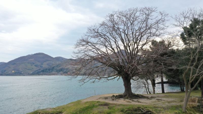 140 yıllık ıhlamur ağacı “anıt ağaç” oldu
