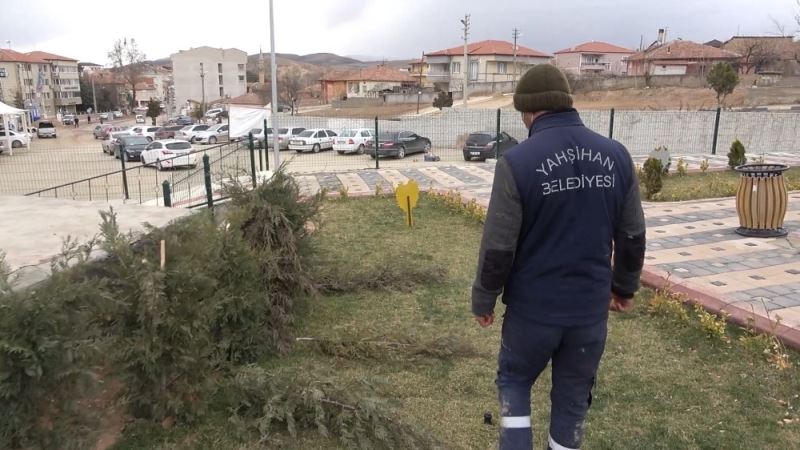 Vicdansızlığın böylesi görülmedi: Parktaki çam fidanları baltayla katledildi
