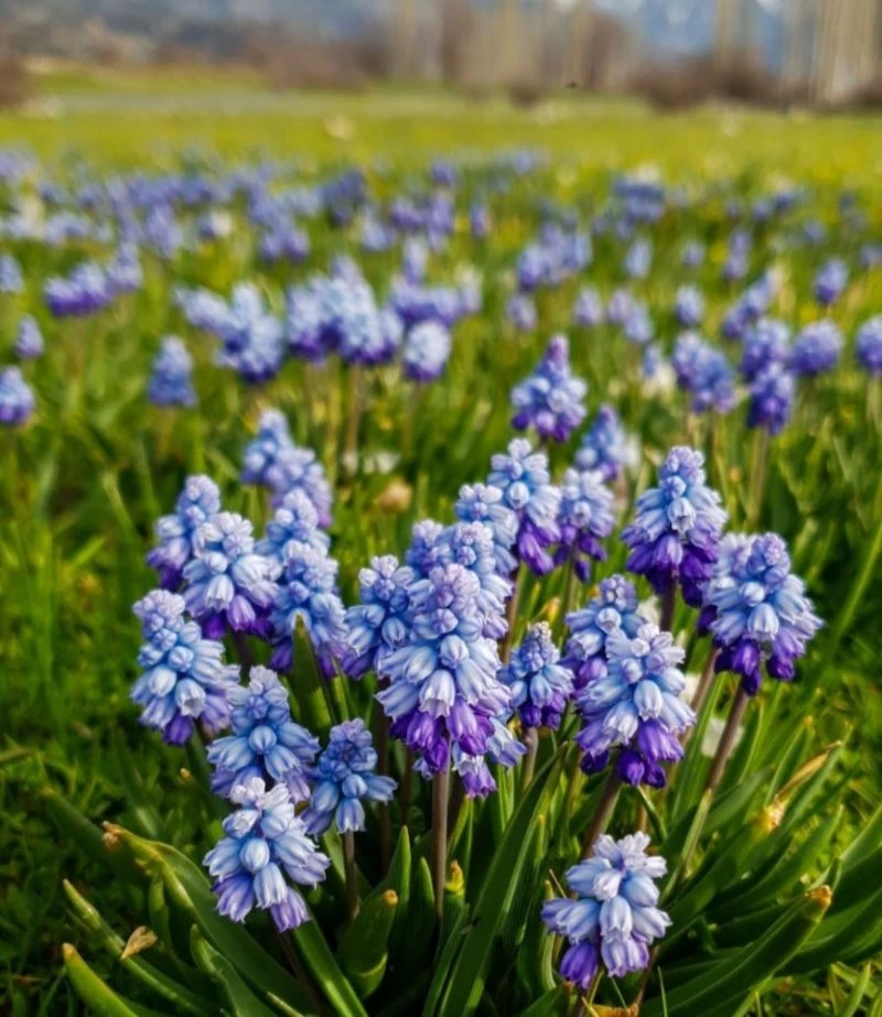 Arap sümbülleri doğayı süsledi
