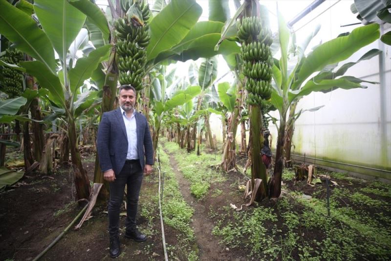 İklimlendirme sektöründen tropik meyve üreticiliğine geçen girişimci, 100 kişiye istihdam sağlıyor