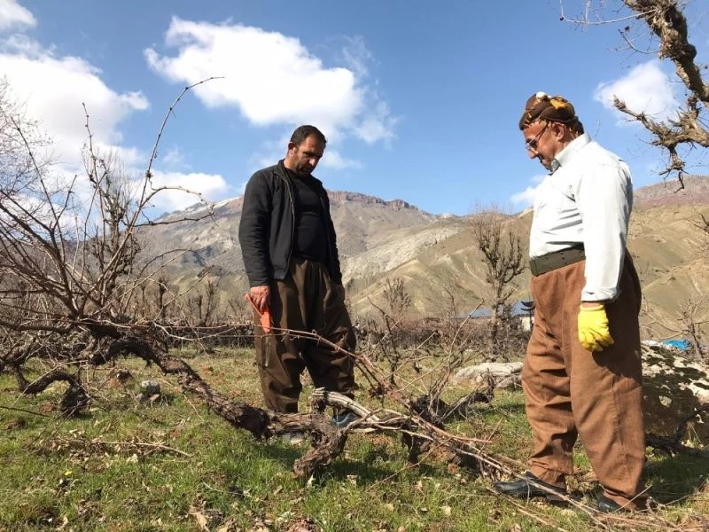 Üzüm bağlarında budama çalışması
