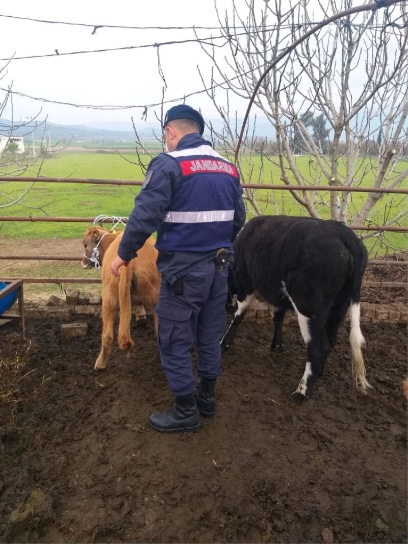 Kaybolan hayvanları, Jandarma 35 kilometre uzaklıkta buldu
