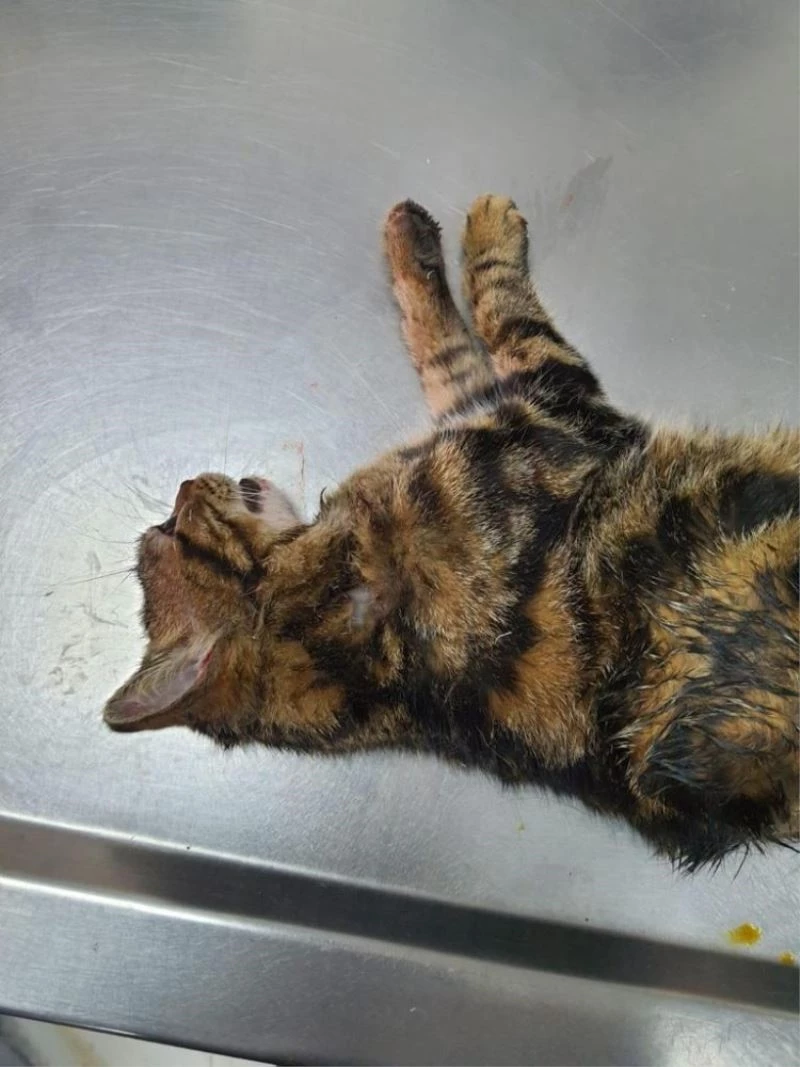 Sopayla önce kediye eziyet etti sonra kendisini uyaran zabıtaya saldırdı
