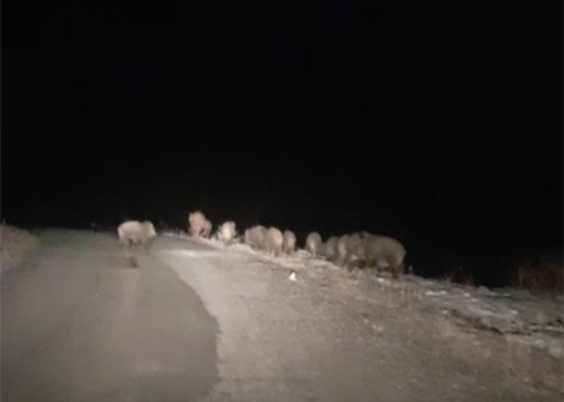 Gece karanlığında karşılarına domuz sürüsü çıktı
