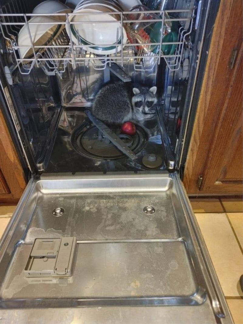 ABD’de rakun, girdiği evdeki bulaşık makinesinde uyuyakaldı
