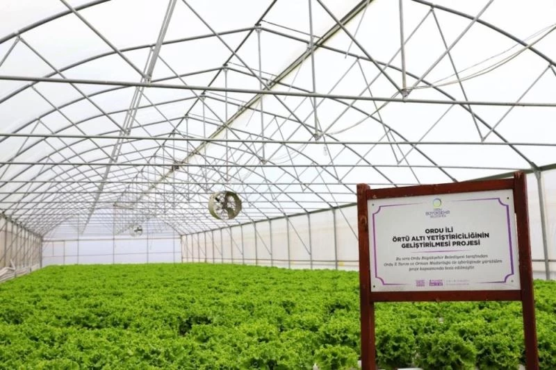 Ordu’da kışlık sebzeler yüz güldürdü
