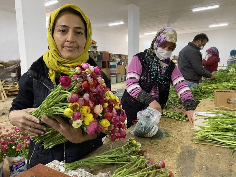 (ÖZEL) Cebinde getirdiği hediye tohumla Antalya’da üretime başladı, taleplere yetişemiyor
