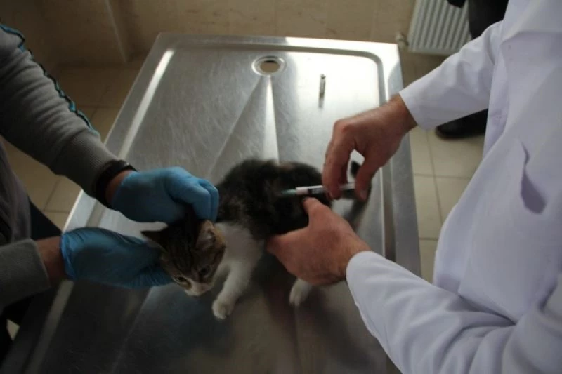 Sahiplenilen hayvanların bir yıllık muayenesi ücretsiz yapılıyor
