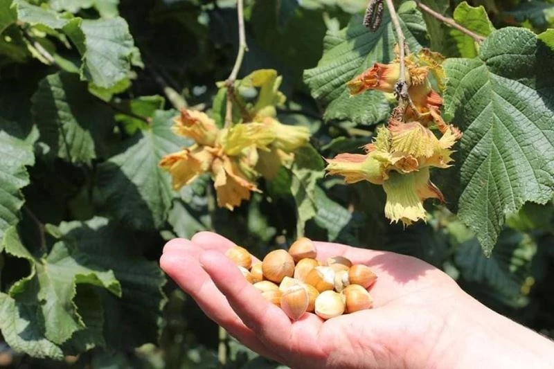 Fındıktan 1 milyar 124 milyon dolar döviz girdisi
