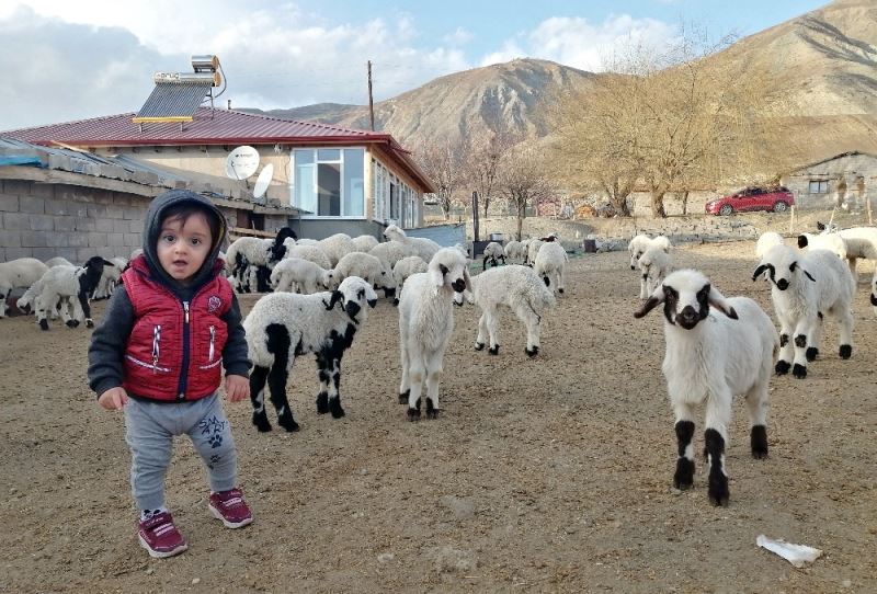 Ana kuzularının oyun keyfi
