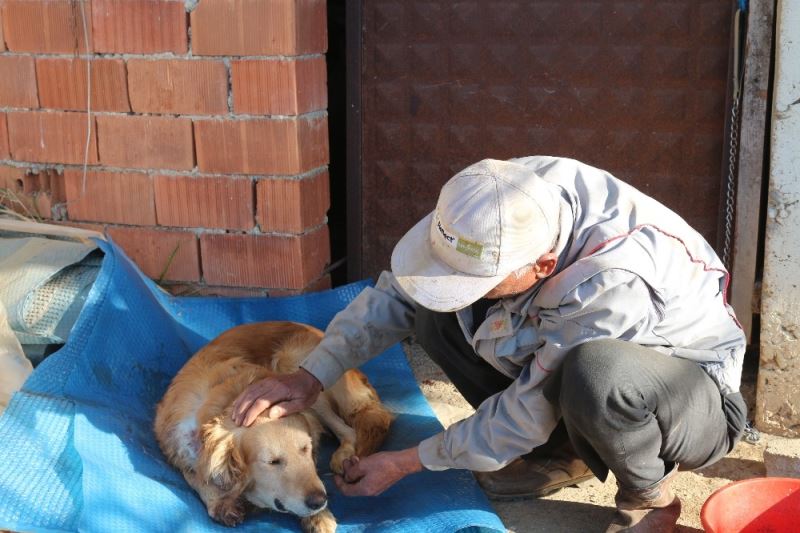 Köpeğinin vurulduğunu veterinere götürünce anladı
