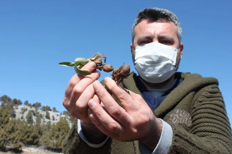 Toroslar’da atıl tarlalar ’beyaz altın’ salep ile ekonomiye kazandırılacak
