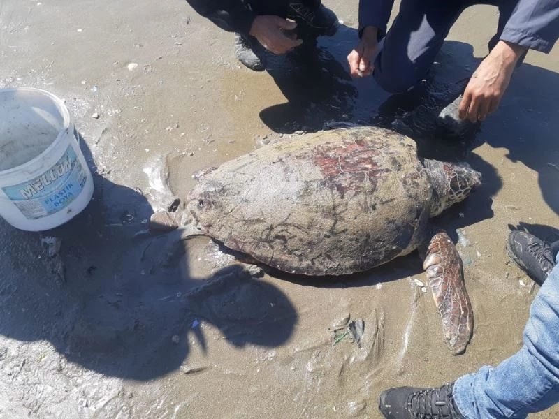 İğnelerin yaraladığı caretta carettayı su altı ekipleri kurtardı
