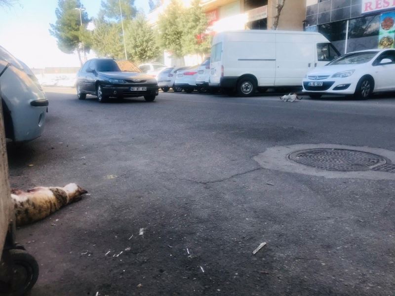 Diyarbakır’dan yürek yakan görüntü, kediye araba çarptı, diğer kedi