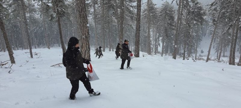 Sündiken dağlarındaki karaçam ormanlarına tohum takviyesi
