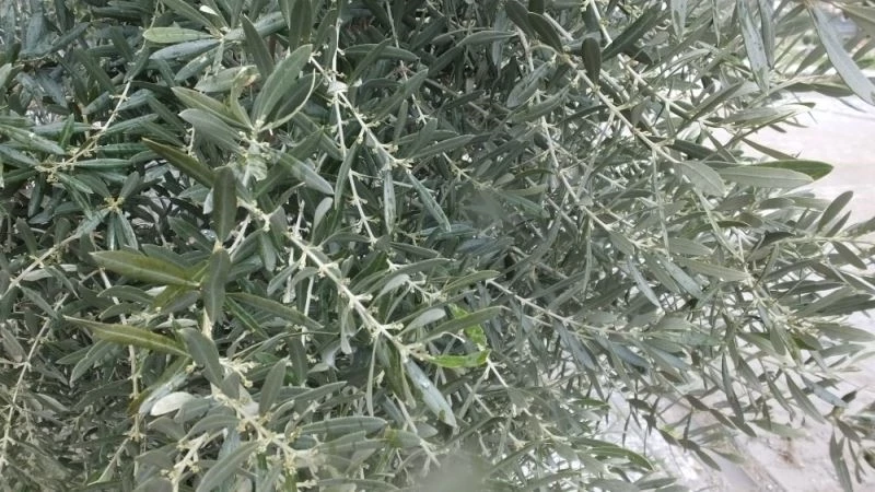 Balıkesir’de zeytin ağaçlarında çiçeklenme erken başladı
