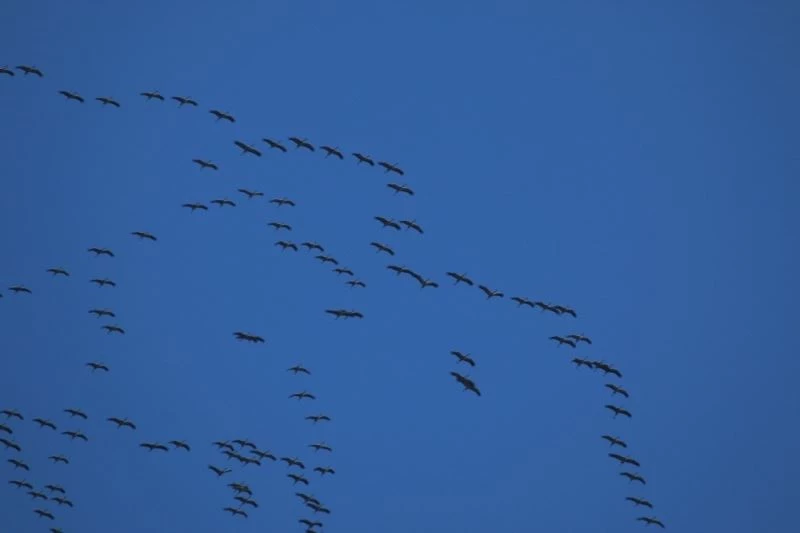 Hatay’da göç eden turnaların muhteşem görüntüsü