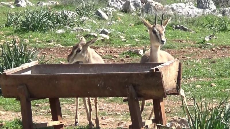 Hatay’da Gazella Gazella ceylanlarının sayısı 1141’i buldu
