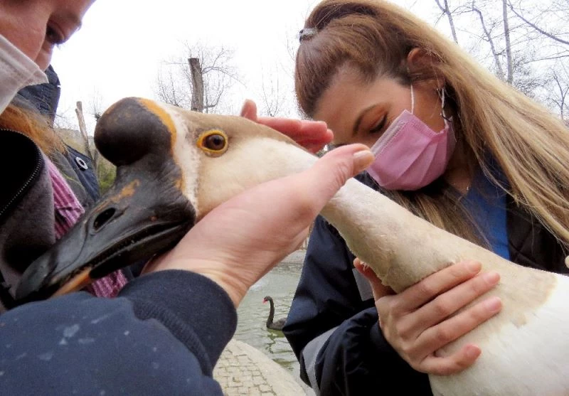 Kuğu ve ördekler sağlık taramasından geçti
