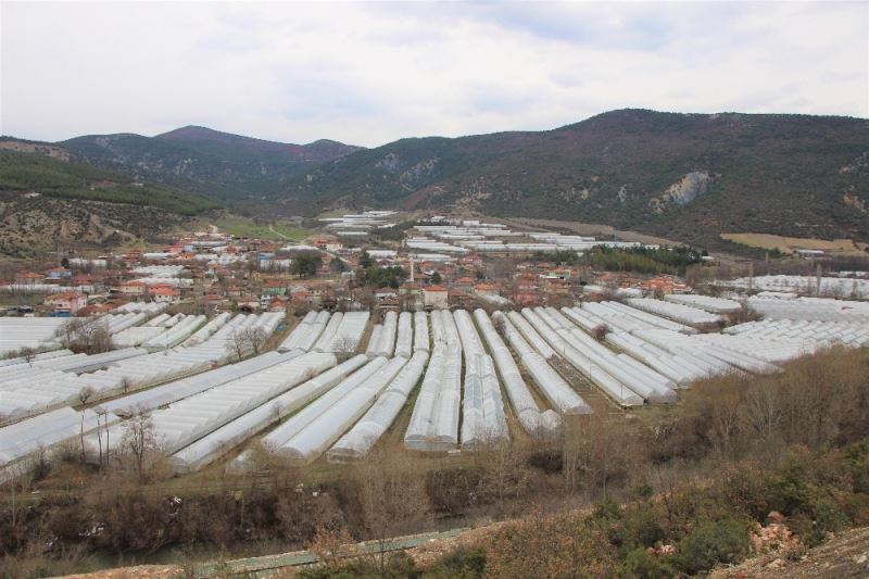 Karadeniz’in sebze üssü Amasya’da domates fideleri toprakla buluştu
