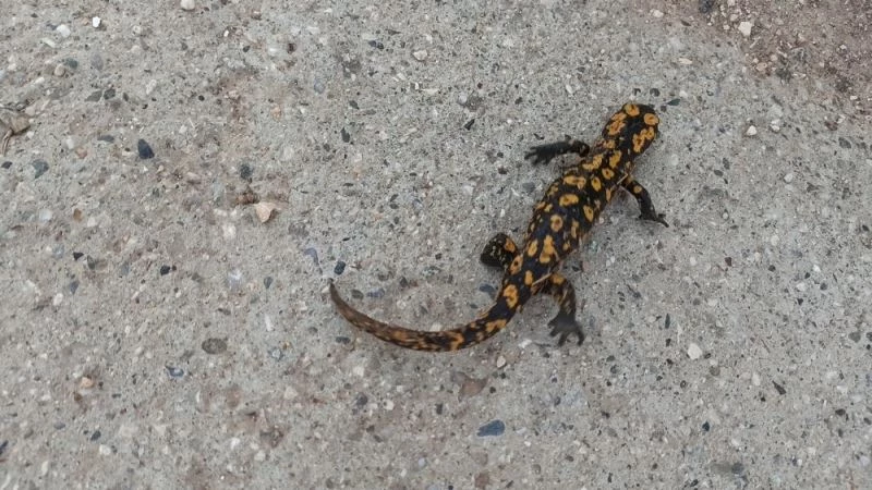 Batman’da benekli Anadolu semenderi görüntülendi
