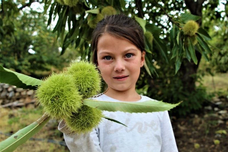 Bursa’nın şekerinde kullanılan Buldan kestanesi coğrafi işaretle tescillendi
