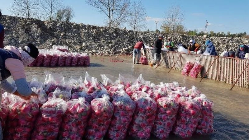 Gizemli hayırsever poşetle getirdiği parayı turp işçilerine dağıttı
