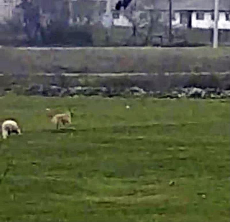 Koyuna bu sefer kurt yerine köpek saldırdı
