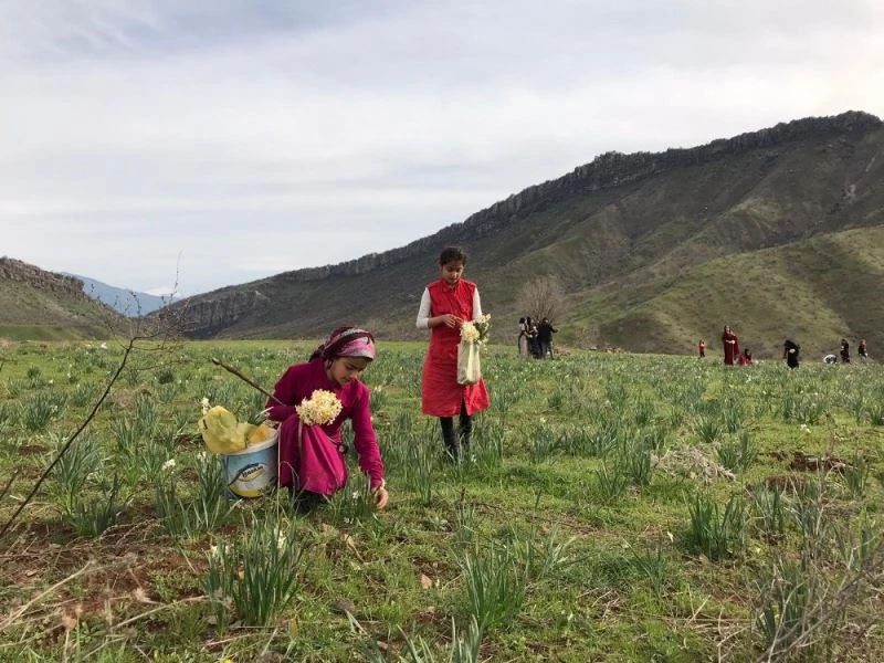 Derecik’te nergis çiçeği güzelliği
