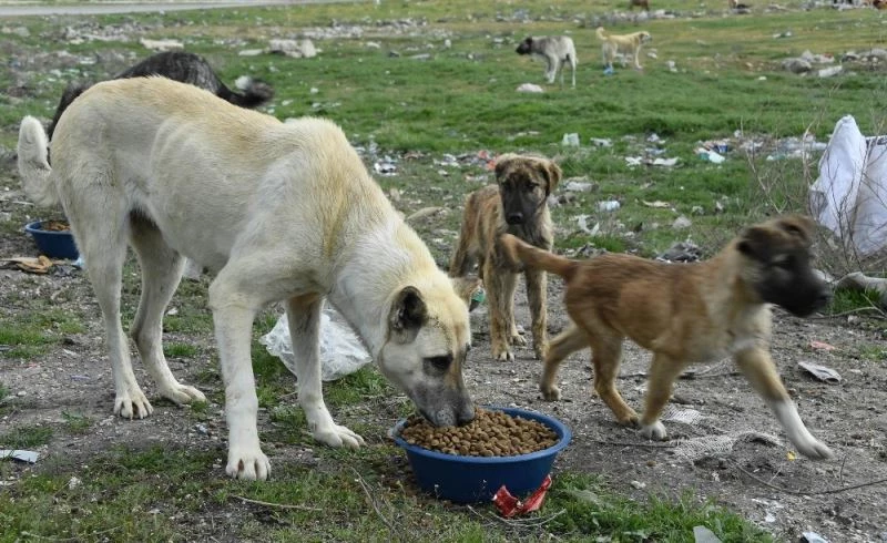Sahipli kedi ve köpeklerin kimliklendirilmesi mecburi olacak
