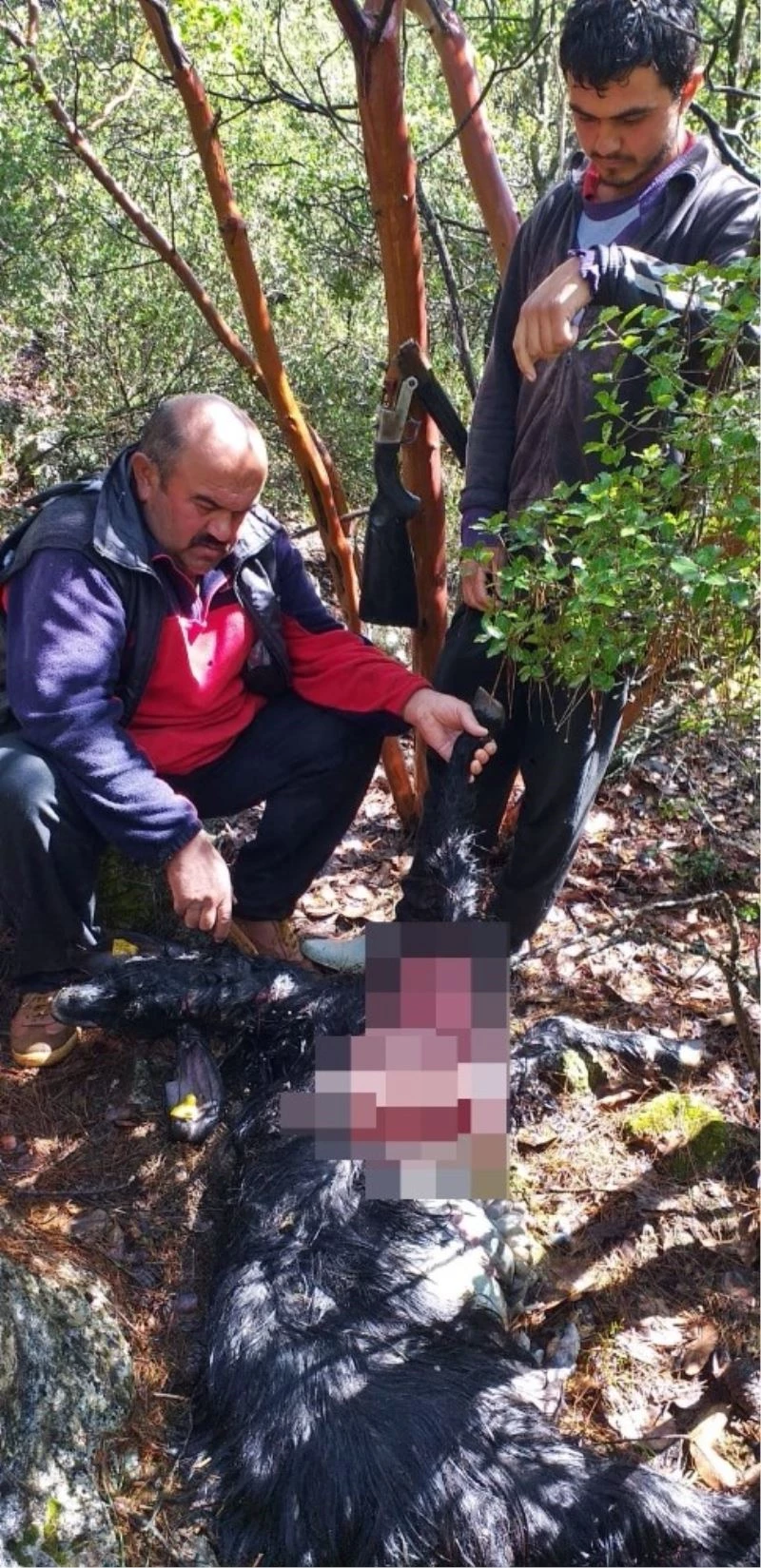 Keçi sürüsüne saldıran kurtlar 6 keçiyi parçalayarak telef etti
