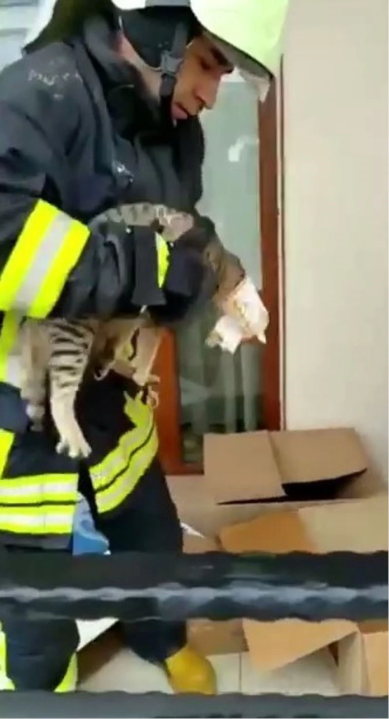 Yaramaz kedi kafasını konserve kutusun sıkıştırdı
