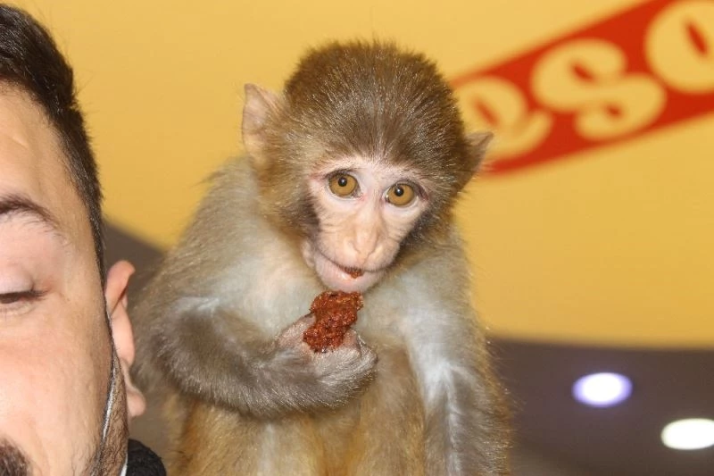 Bu maymun acı çiğköfte seviyor
